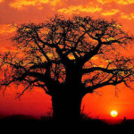 baobab3